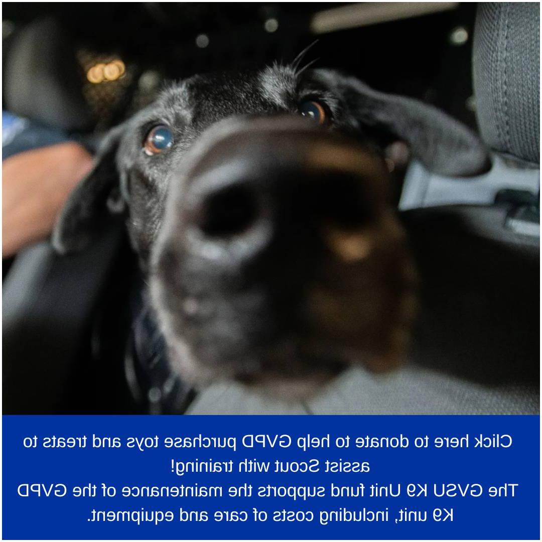 Black lab dog with nose in camera out of focus and eyes and ears in focus. Text reads Click here to donate to help GVPD purchase toys and treats to assist Scout with training! The GVSU K9 Unit fund supports the maintenance of the GVPD K9 unit, including costs of care and equipment.